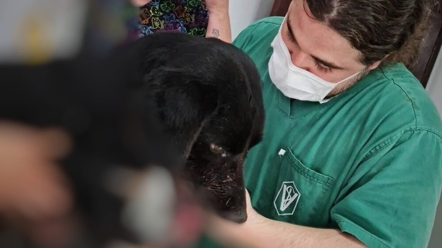 Morre cadela Rebeca, que teve a boca desfigurada por explosão de rojão no Paraná