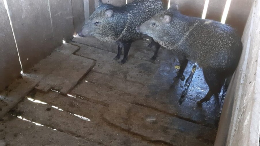 Porcos-do-mato mantidos em cativeiro ilegal são resgatados em São Miguel do Iguaçu