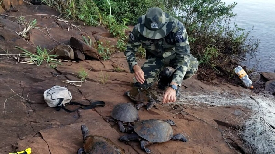 Polícia Ambiental resgata seis tartarugas presas em rede de pesca na Usina de Salto Caxias