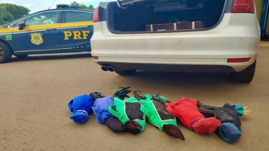 Justiça bloqueia bens de prefeito de Boa Vista da Aparecida por uso indevido de veículo oficial, entre eles transporte de galos para rinha