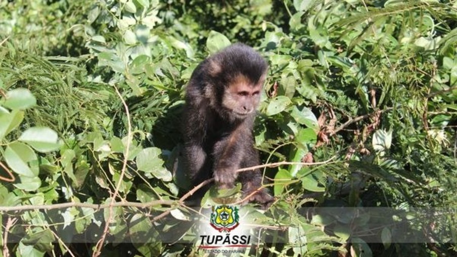 Prefeitura de Tupãssi incentiva conscientização ambiental no "Mato dos Macacos"