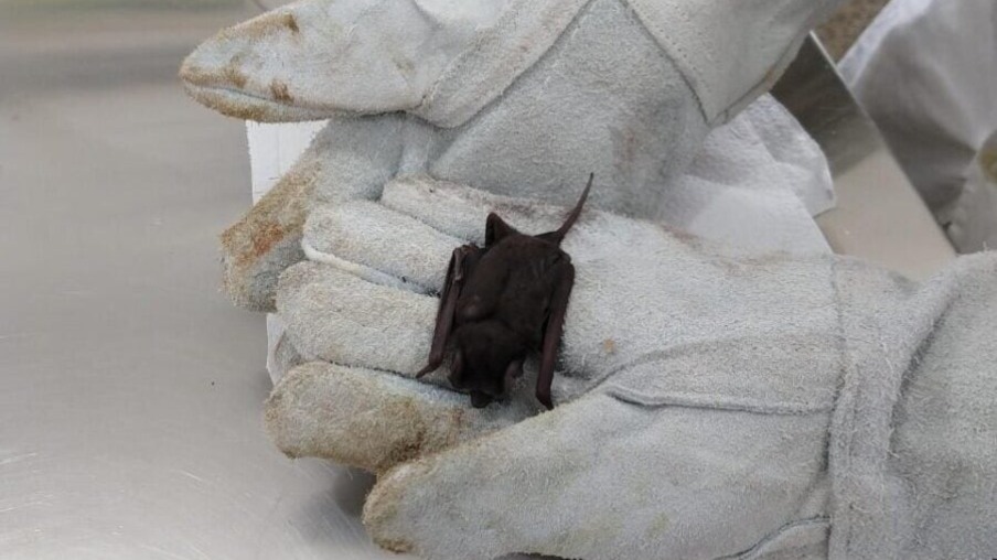 Zoonoses registra 19 casos de raiva em morcegos em Foz neste ano