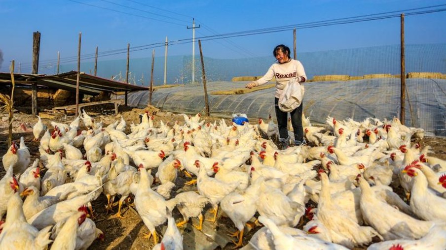 URGENTE: China registra primeiro caso de gripe aviária H10N3 em humano