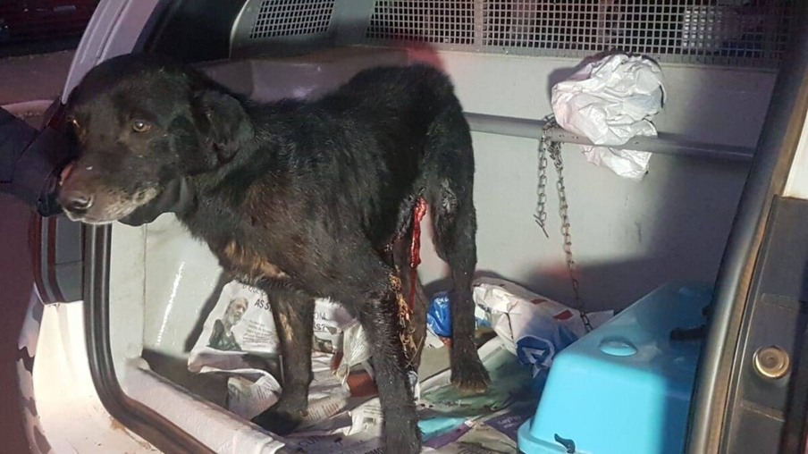 Patrulha Ambiental da GM resgata cachorro ferido por golpe de faca no Bairro São Cristóvão