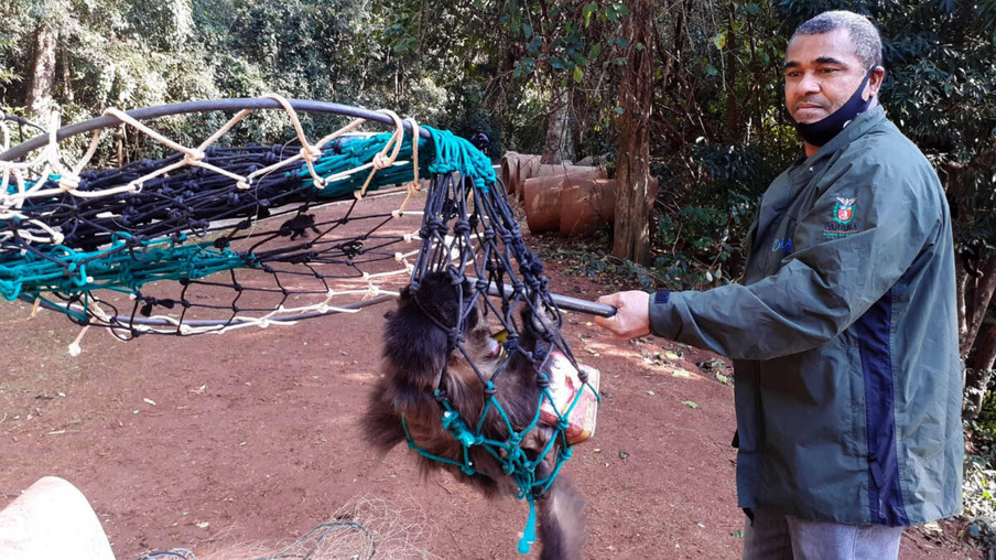 Macaco-prego é resgatado com lata de azeite presa ao braço em bosque de Paranavaí
