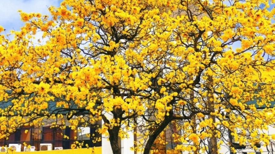  O ipê amarelo, foto de Viviana Durante, venceu a primeira edição do concurso