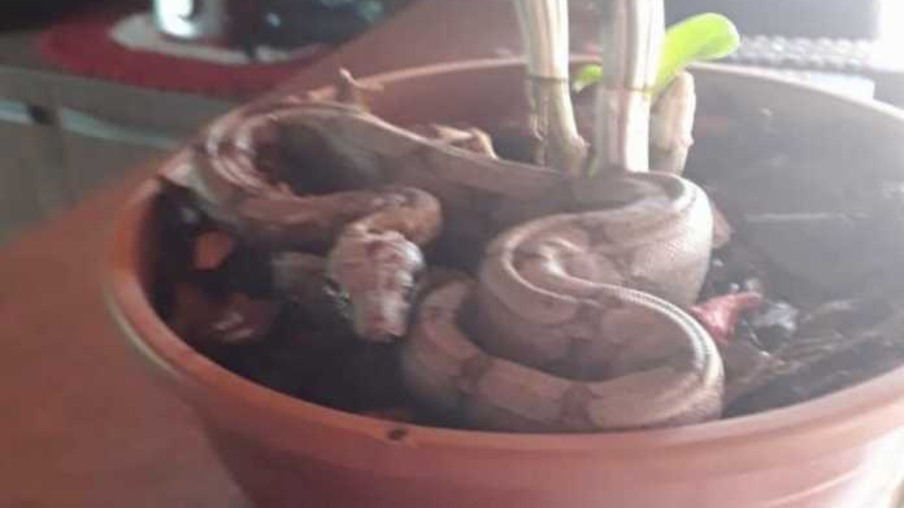 Dona de casa encontra jiboia dentro de vaso de planta