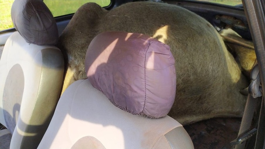 Vaca é encontrada dentro de carro abandonado no Paraná