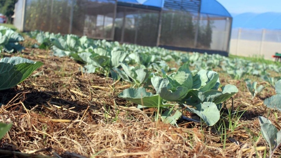 Show Rural: Plantio direto de hortaliças garante conservação do solo