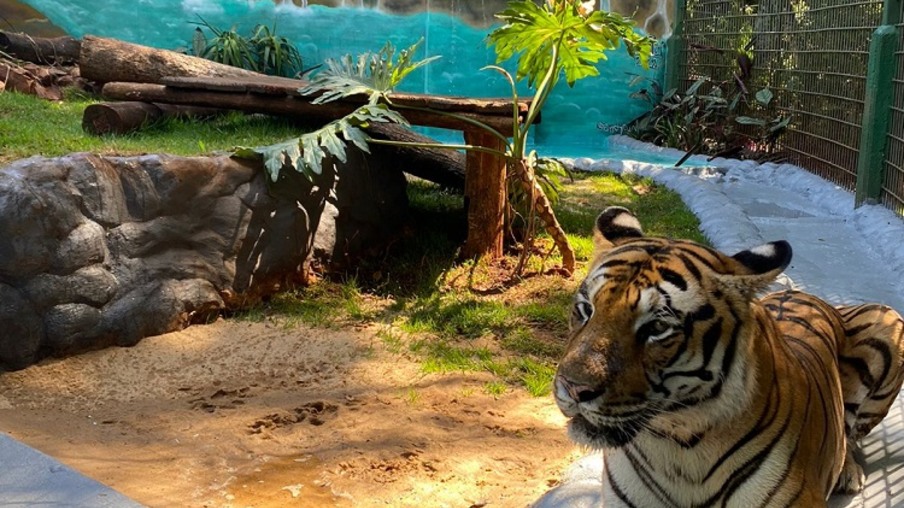 Tigre Hu já desfruta de seu novo e moderno lar no zoo