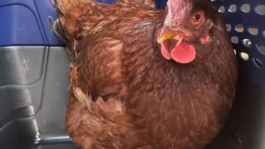 Quase 30 galinhas são presas por perturbação de sossego em SC; entenda o caso