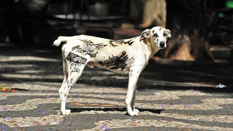Aprovado projeto de lei que proíbe tatuagens e piercings em animais de estimação