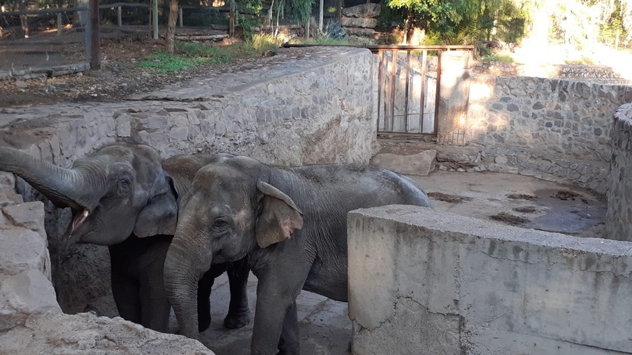 Ponto de chegada de elefantas ao Brasil será em Foz do Iguaçu nesta terça-feira (10)