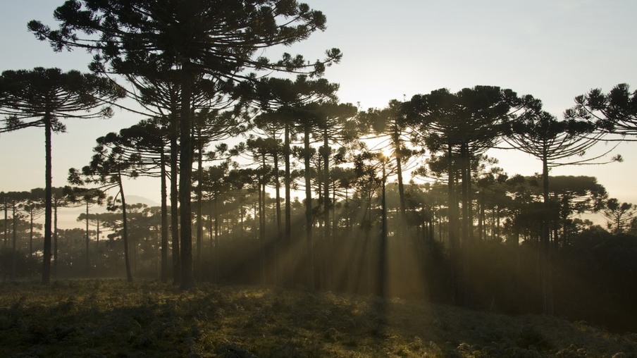 Sustentabilidade: Prefeitura de Cascavel vai plantar 10 mil mudas de araucárias
