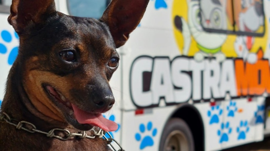 Prefeitura investiu cerca de R$ 4 milhões em ações de cuidados e bem-estar animal em Cascavel