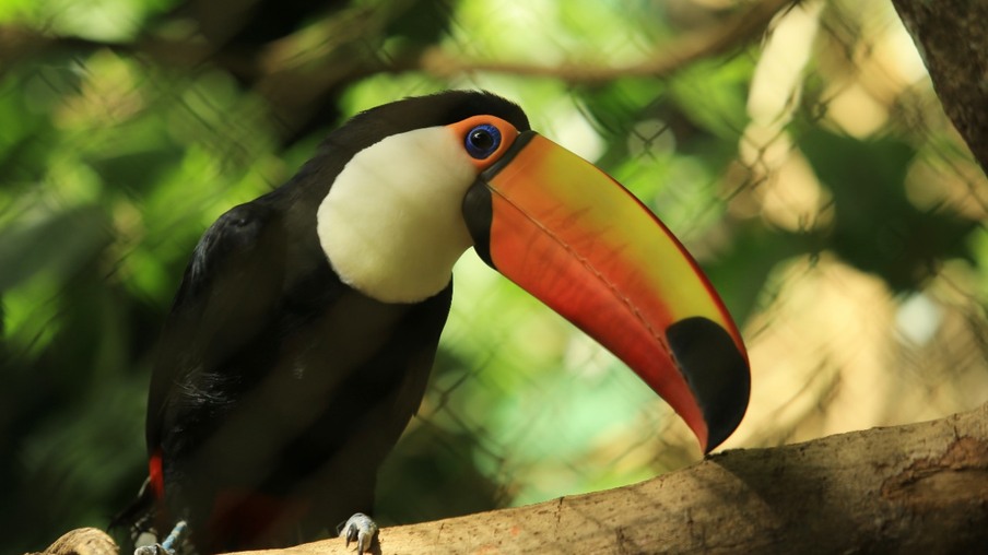 Obra de modernização no Recinto das Aves vai alavancar patamar do Zoo de Cascavel