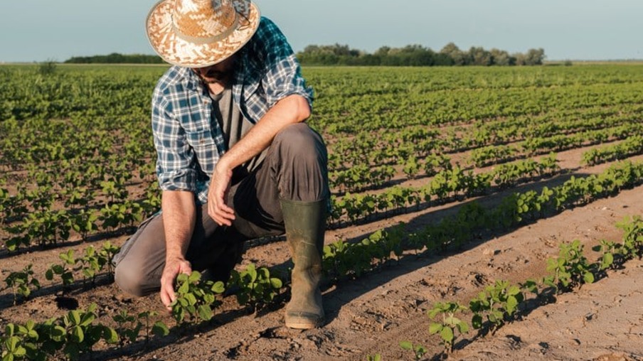 Seguro Rural: Falta de subvenção do governo deixa produtores “na mão”