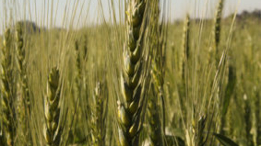 TEC do trigo preocupa produtores