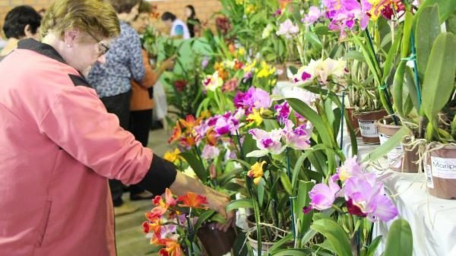 Feira de Flores oferece plantas de espécies variadas