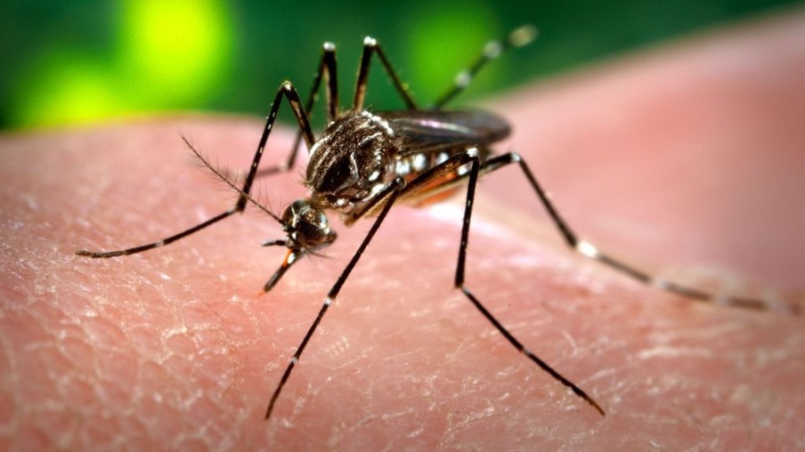 Casos de dengue aumentam em quase 5.000% em relação ao ano passado
