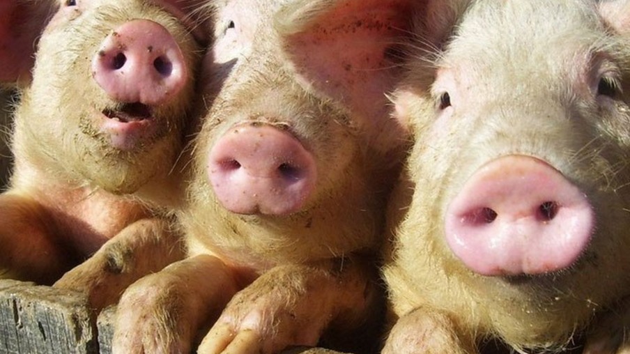 China corta tarifa de importação sobre carne de porco e mais 800 produtos