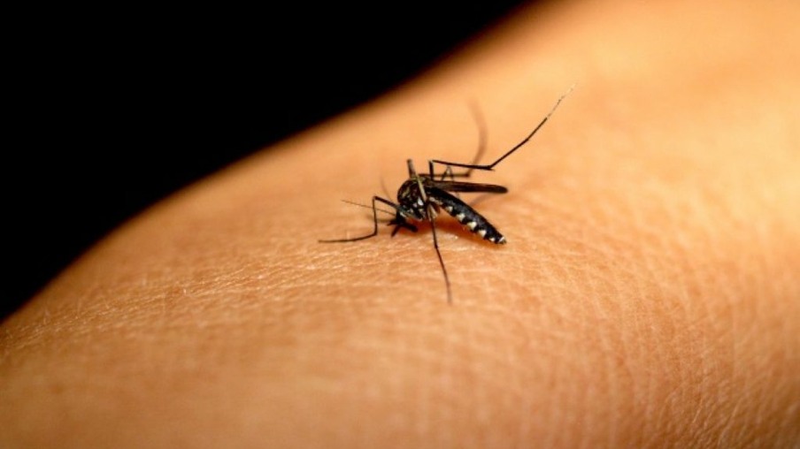 Dengue chega aos 1.550 casos confirmados em Umuarama