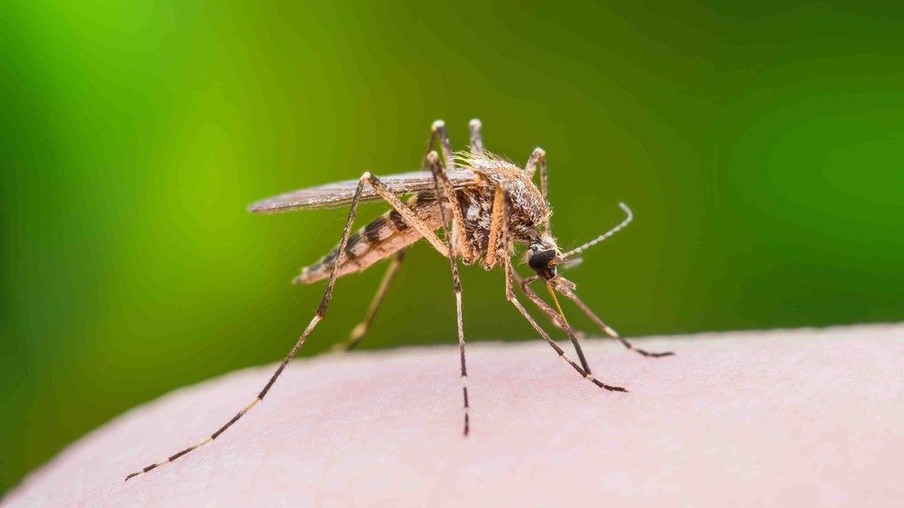 Casos de dengue quase triplicam em 20 dias