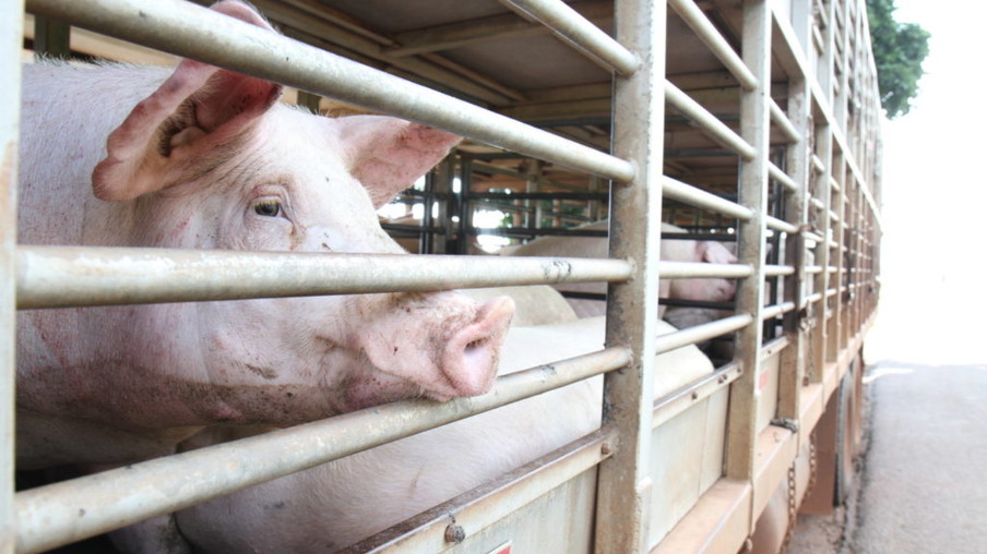 China acelera importação de carne suína