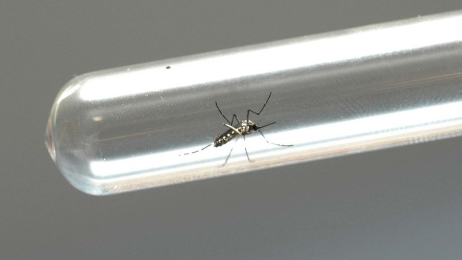 Focos de dengue devem aumentar com as chuvas previstas para o verão