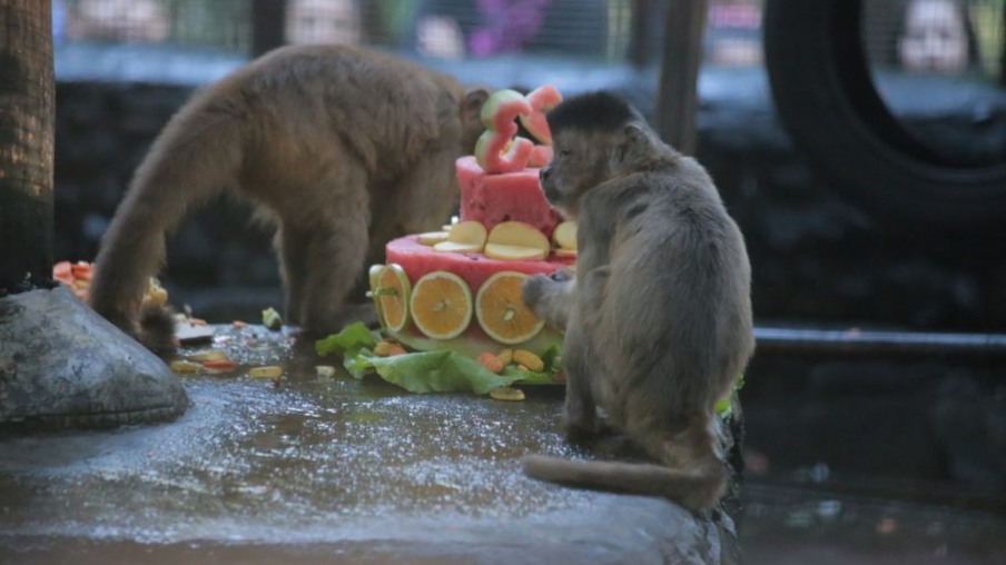 Animais ganham bolo em comemoração aos 23 anos do Zoo Bosque Guarani