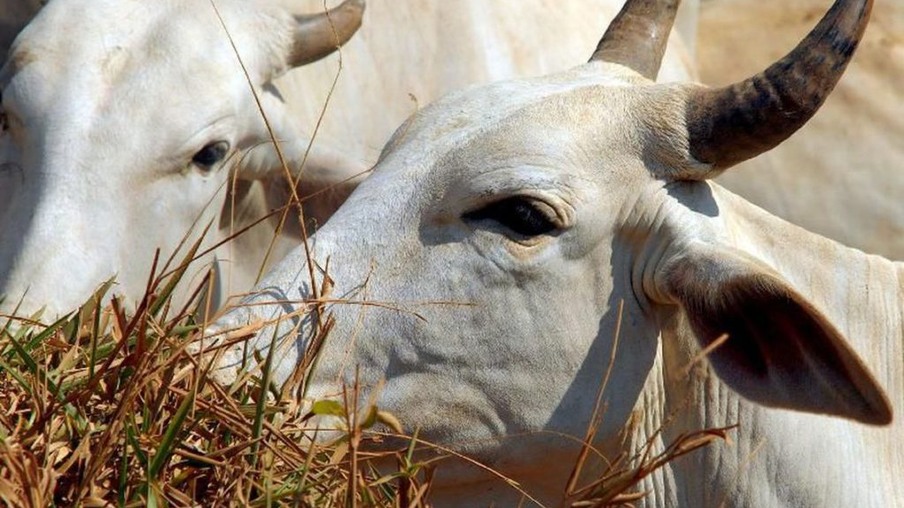 Ministério suspende exportação de carne bovina para a China