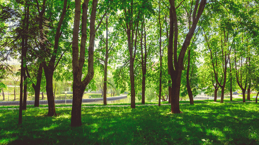 Dia mundial do meio ambiente: confira os benefícios de mais árvores nas ruas