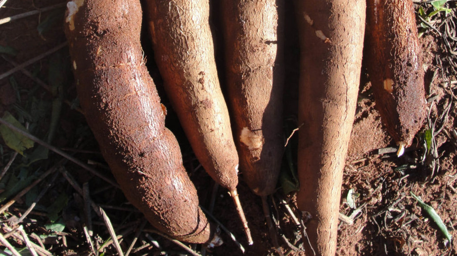 Iapar lança cultivar de mandioca para farinha e fécula