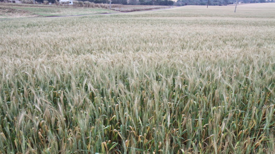 Oeste perde 51% do trigo; prejuízo soma R$ 250 milhões
