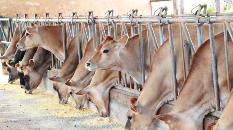 Trânsito de bovinos e búfalos tem novas regras no Paraná