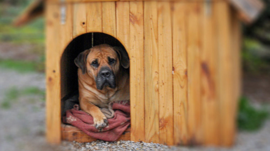 Como proteger a casinha de cachorro no inverno