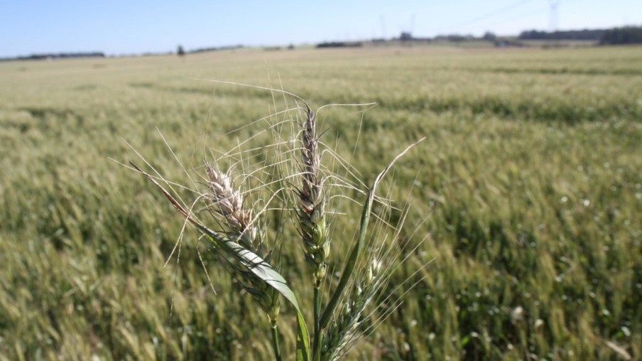 Frio X Campo: Geada põe em risco trigo e milho no oeste