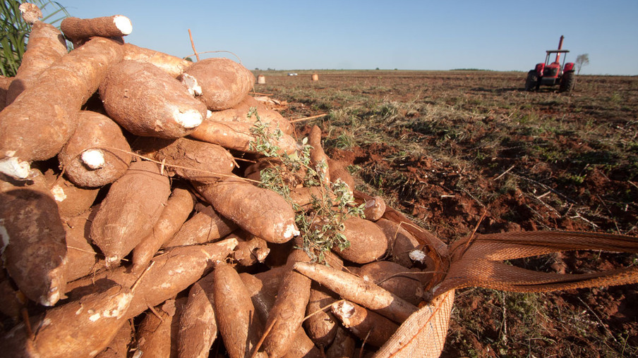 Boletim agropecuário destaca retomada do plantio de mandioca