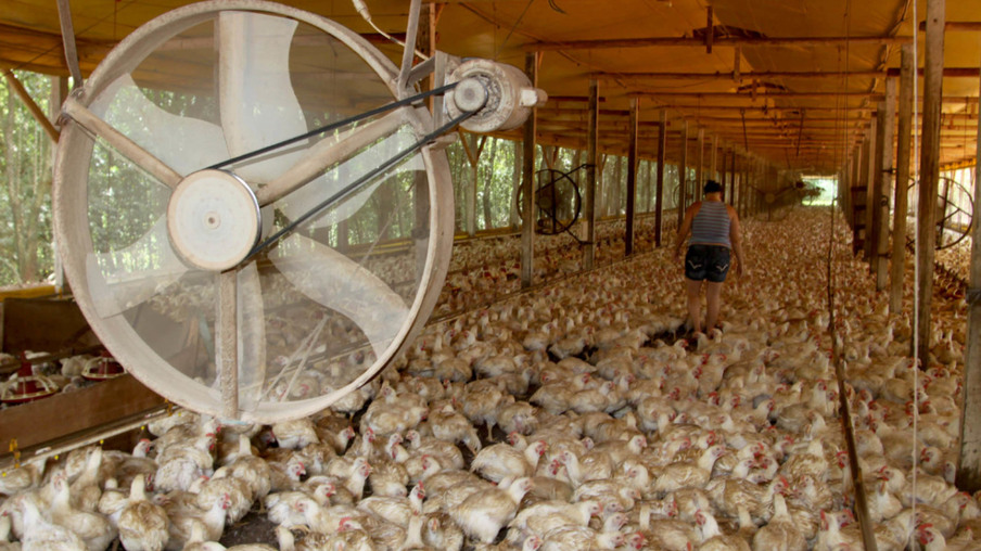  Avicultura de Corte - Produtores de frangos, filiados a Cooperativas da região de Cascavel. Foto Jonas Oliveira