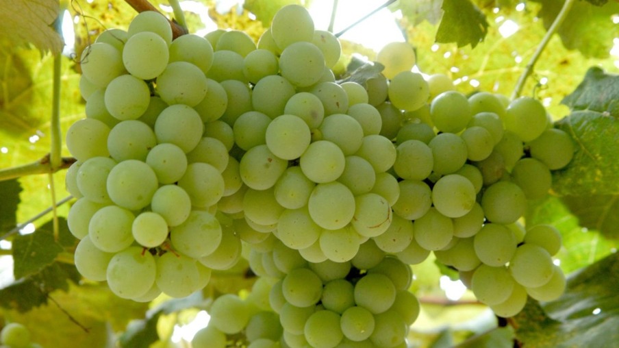 Iapar promove curso de viticultura na região Oeste