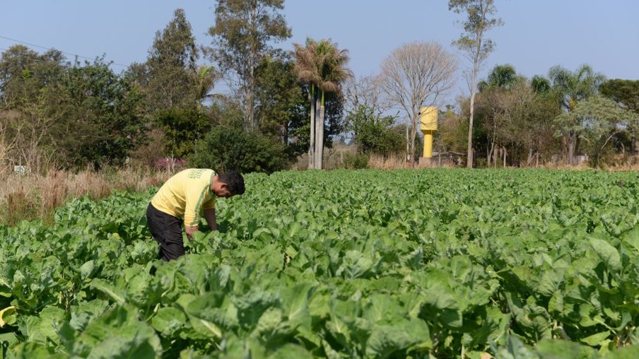 O produtor Maik Rodrigo Correa, 26, paga sua faculdade de agronomia com arenda obtida no campo: exemplo prático - Foto: DecomSTI