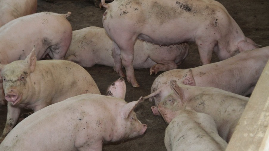 Comissão técnica é criada para debater ações preventivas à peste suína africana