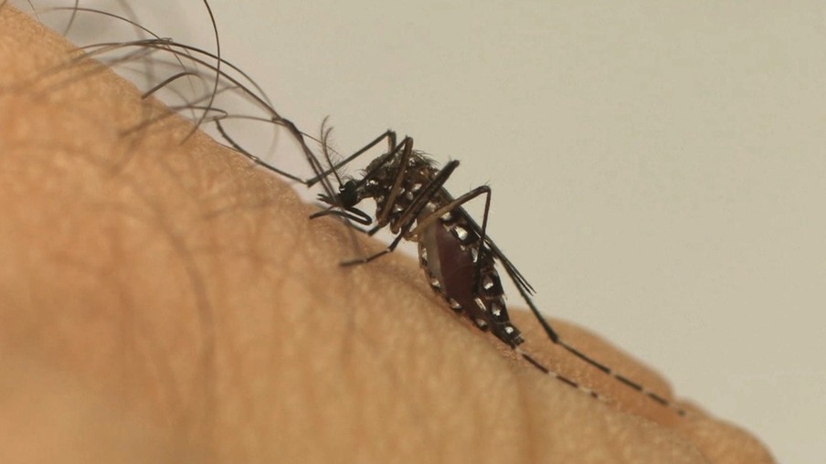 Cascavel já registrou 75 casos de dengue; 3 somente neste ano