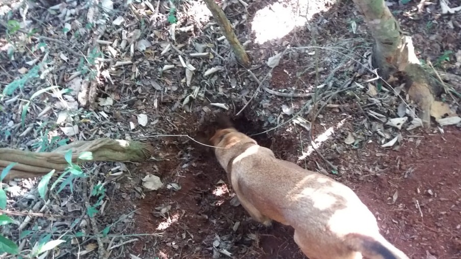 Roupas e cabelos foram encontrados com ajuda de cão farejador - Foto: Divulgação 