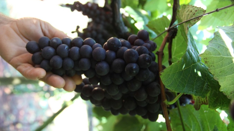 Clima colabora com a produção de uva