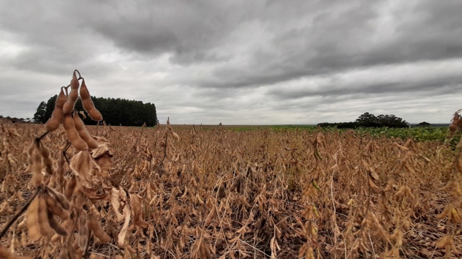 Chuvas localizadas não têm impedido o avanço da colheita na região- Foto: Fábio Donegá