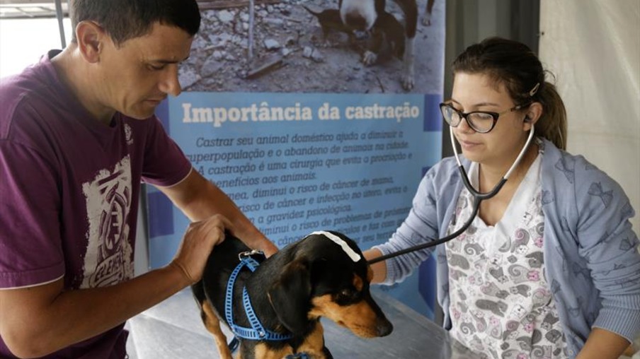Rede de Proteção Animal de Curitiba suspende mutirão