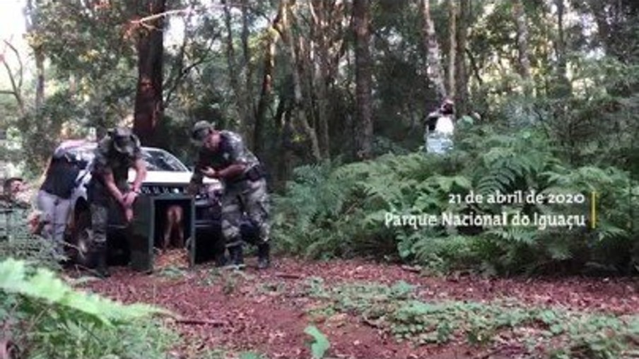 Hospital Veterinário de Itaipu devolve Veado-Mateira fêmea a natureza