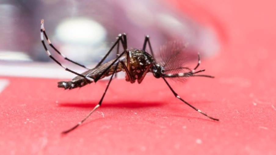 Secretaria da Saúde registra cinco novos casos de dengue no Estado