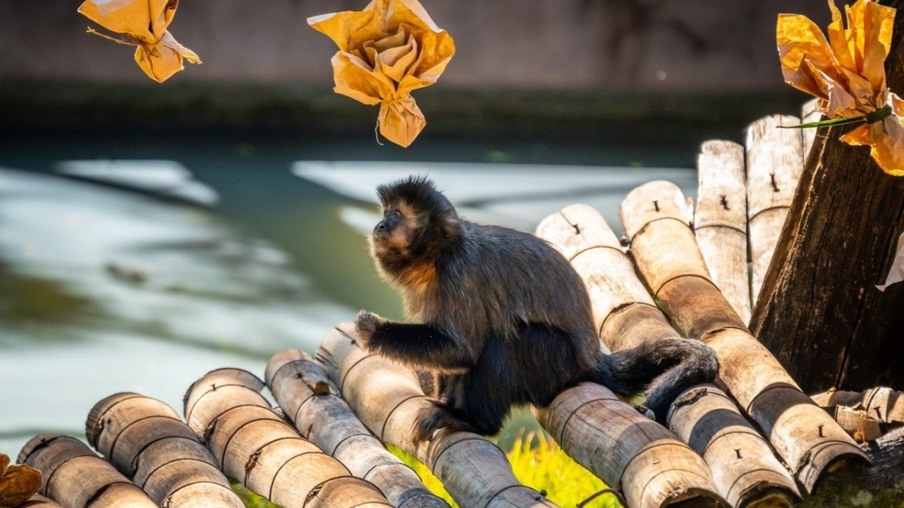 Paraná registra mortes de macacos por febre amarela
